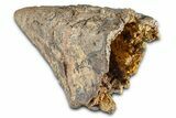 Rare, Fossil Dinosaur (Ankylosaurus) Side Spike - Montana #380211-3